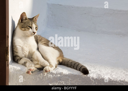 Griechische Katze, die sich auf der weißen Treppe eines Inseldorfes in der Morgensonne entspannt Stockfoto