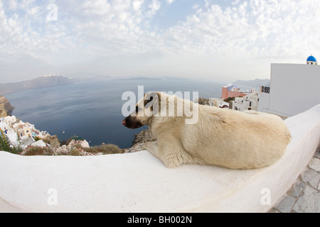 Hund liegt auf einer weißen Mauer mit Panoramablick auf Santorini Dorf und Lagune, Griechenland Stockfoto
