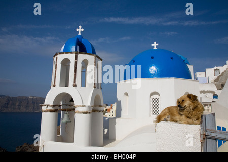 Entspannen Sie sich auf weiße Säule vor blau-Kuppel-Kirche und Glockenturm Hund Stockfoto