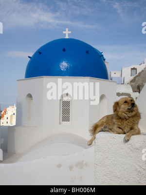 Hund entspannt auf weißem Pfahl vor der Kirche mit blauer Kuppel auf Santorini Island, Griechenland Stockfoto