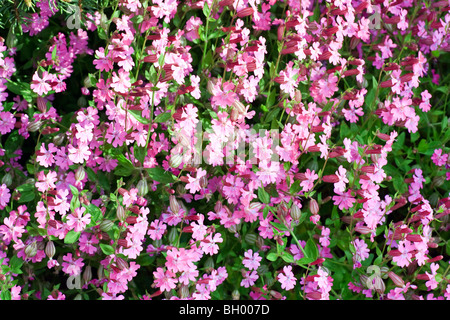 Rosa Blumen ' Phlox Subulata 'Zosia"in Spring Park (im Hintergrund) Stockfoto