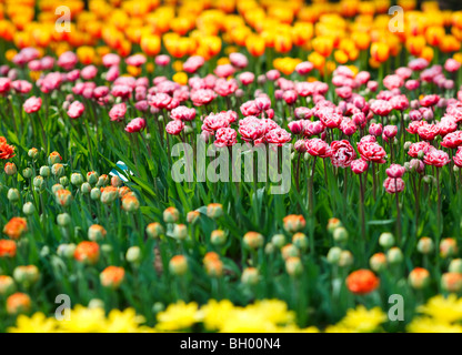Schöne rote und orange Blumen Feld Stockfoto