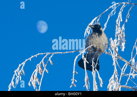 Crow und Mond Stockfoto