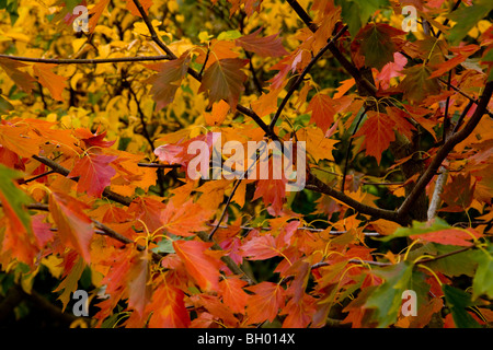 Herbstfärbung Blätter des persischen Eisenholz Baum Parrotia Persica Stockfoto