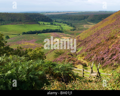 Heather und Stil in das Loch des Horcum auf die North York Moors National Park. Stockfoto