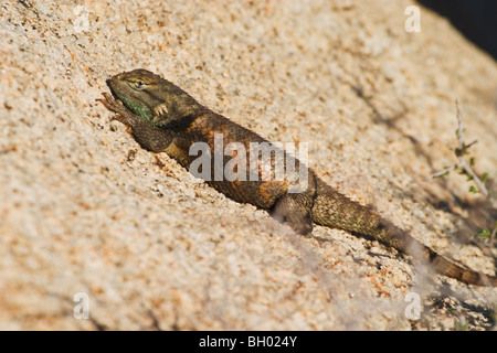 Desert Spiny Lizard (Sceloporus Magister) sonnen sich Stockfoto