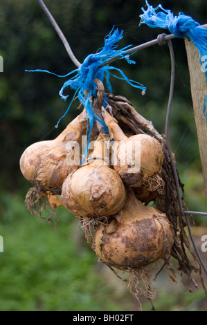 Zwiebeln (Allium Cepa) aufgereiht und Links zum Trocknen auf eine Zuteilung Plot frisch aufgehoben Stockfoto