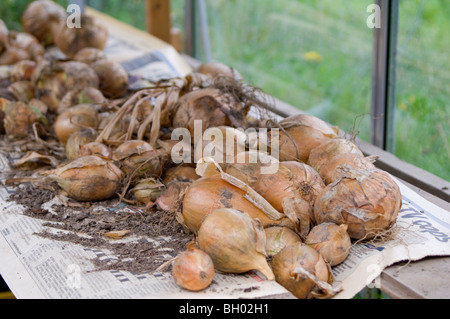 Zwiebeln (Allium Cepa) legte auf Zeitung in einem Gewächshaus (Gewächshaus) zum Trocknen auf eine Zuteilung Grundstück frisch aufgehoben Stockfoto