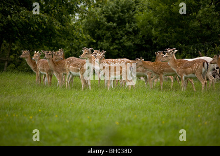 Damwild in Charlecote Park Warwickshire (Dama Dama) Stockfoto