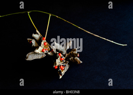 Krabbe Auge, Abrus Precatorius Linnaeus, Key Vista Park, Pasco County, Florida Stockfoto