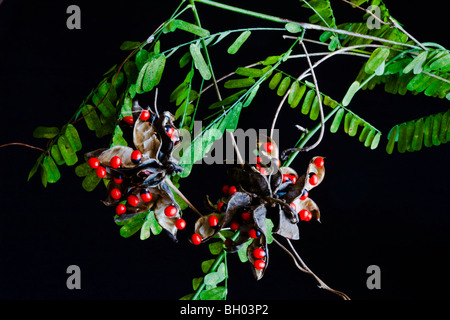 Krabbe Auge, Abrus Precatorius Linnaeus, Key Vista Park, Pasco County, Florida Stockfoto