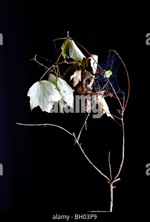 Ahornblätter gefangen im Spinnennetz, Florida Stockfoto