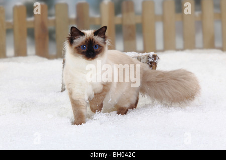 Heiligen Katze von Birma, Seal-Point / Birma Stockfoto