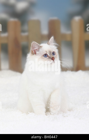 Heiligen Katze von Birma, Lilac-Tabby-Point / Birma Stockfoto