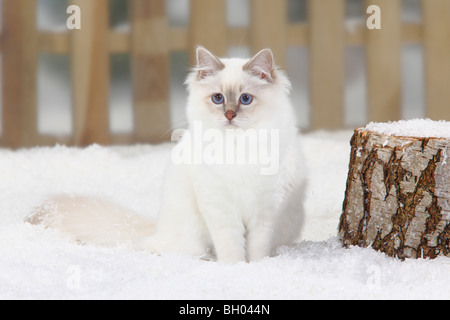 Heiligen Katze von Birma, Lilac-Tabby-Point / Birma Stockfoto