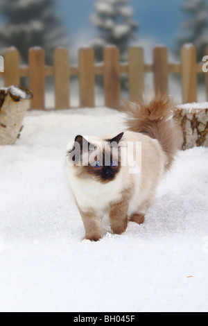 Heiligen Katze von Birma, Seal-Point / Birma Stockfoto