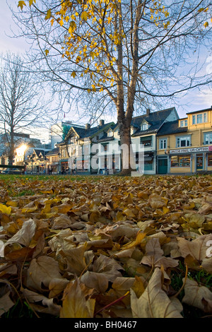 Autumn leaves in a park photographed from a low angle. Tromso, North Norway Stockfoto
