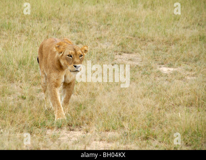 einsame Löwin Wandern in Afrika Stockfoto