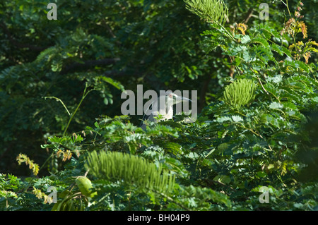 Das Capped Heron (Pilherodius Pileatus) thront inmitten der Vegetation Botanischer Garten Georgetown Guyana in Südamerika Oktober Stockfoto