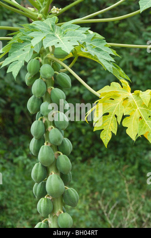 Papayabaum (Carica Papaya) mit reifen Früchten im Garten von Iwokrama Rainforest Centre Guyana in Südamerika Oktober Stockfoto