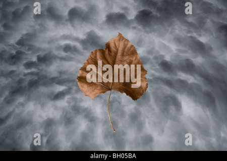 Bedrohliche Gewitterwolken und schwimmende leaf(composite) Stockfoto