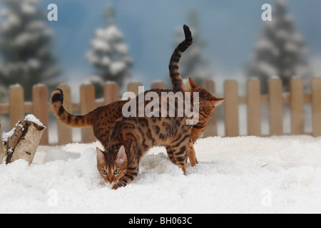 Bengal-Katzen, paar Stockfoto