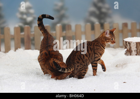Bengal-Katzen, paar Stockfoto