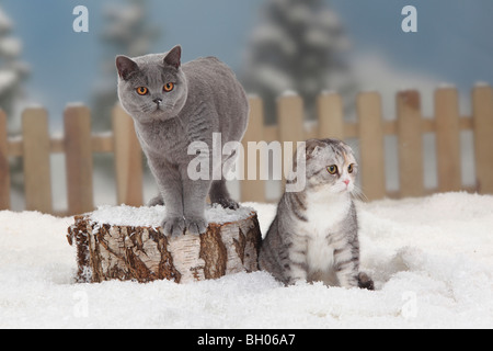 Scottish Fold und Britisch Kurzhaarkatze Stockfoto