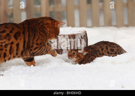 Bengal-Katzen, Kater und Kätzchen, 4 Monate Stockfoto