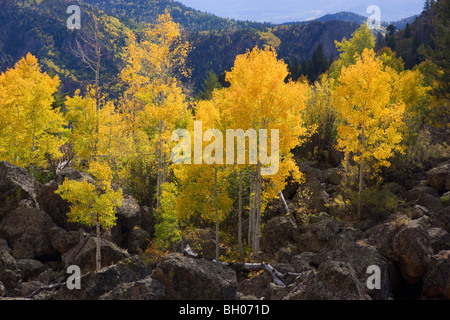 Farben des Herbstes entlang Highway 92, Gunnison National Forest, Colorado. Stockfoto