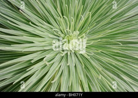 Turm von Juwelen (Echium wildpretii) Stockfoto