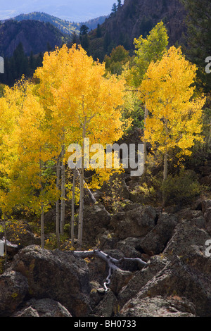 Farben des Herbstes entlang Highway 92, Gunnison National Forest, Colorado. Stockfoto