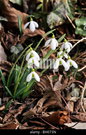 Riesige Schneeglöckchen (Galanthus elwesii) Stockfoto