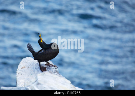 Kormoran mit offenen Schnabel thront auf einem Felsen Phalacrocorax carbo Stockfoto