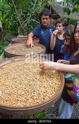 Touristen, die Inspektion Kopi Luwak Kaffeebohnen, Bali, Indonesien. Stockfoto