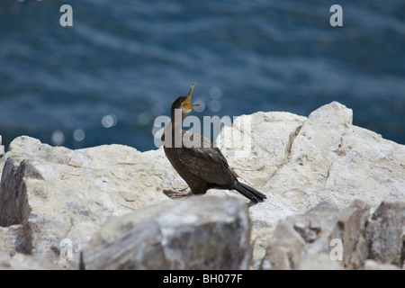 Kormoran mit offenen Schnabel thront auf einem Felsen Phalacrocorax carbo Stockfoto