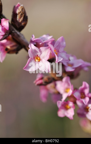 Februar Daphne (Daphne mezereum) Stockfoto