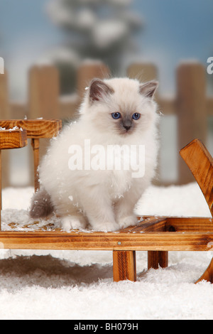 Heiligen Katze von Birma, Kätzchen, 8 Wochen / Birma Stockfoto