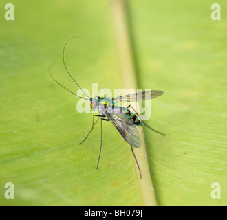 Langbeinige Fly (Dolichopodidae) Bali, Indonesien Stockfoto