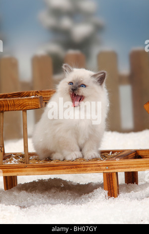 Heiligen Katze von Birma, Kätzchen, 8 Wochen / Birma Stockfoto