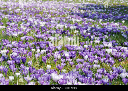 Niederländische Krokus (Crocus vernus) Stockfoto