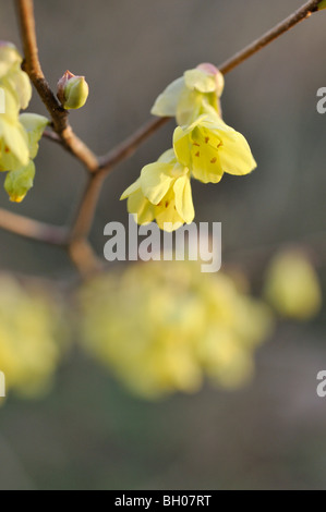 Duftende winter Hazel (corylopsis Glabrescens) Stockfoto