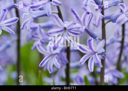 Gemeinsame Hyazinthe (Hyacinthus orientalis) Stockfoto