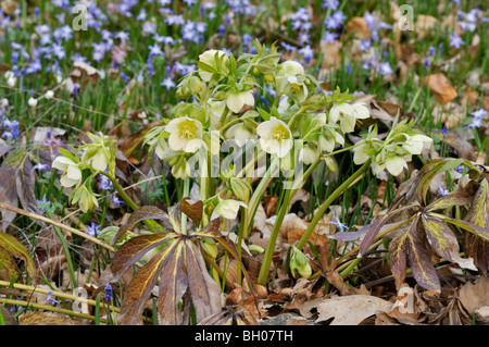 Duftende Nieswurz (Helleborus odorus) Stockfoto