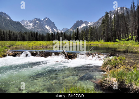 Wasser fließt über den Biberdamm am Bach im Zentrum von Idaho. Stockfoto