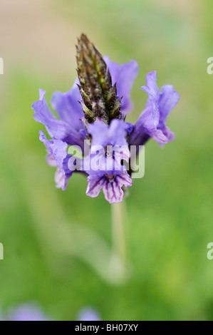 Fernleaf Lavendel (Lavandula Multifida) Stockfoto