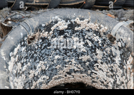 Napfschnecken und Krebstiere der Uferstraße. Stockfoto