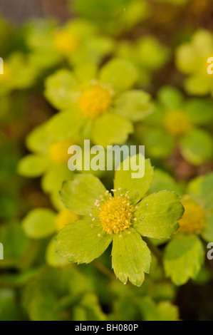 Hacquetia epipactis Stockfoto