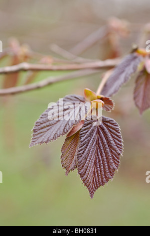 Hasel (Corylus maxima 'Purpurea') Stockfoto
