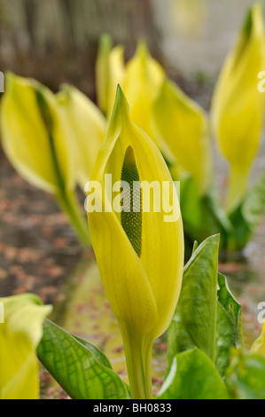 Gelbe skunk Cabbage (lysichiton americanus) Stockfoto